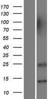 OR7E85BP Human Over-expression Lysate