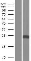 OCIAD1 Human Over-expression Lysate
