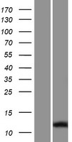 SPAG11A Human Over-expression Lysate