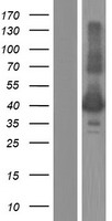 KIR2DL4 Human Over-expression Lysate