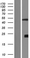 CSNK1G3 Human Over-expression Lysate