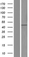 CSNK1G3 Human Over-expression Lysate