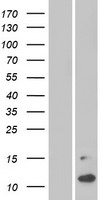 MSMP Human Over-expression Lysate