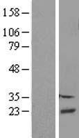 DBNDD2 Human Over-expression Lysate