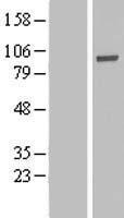 PHACTR4 Human Over-expression Lysate