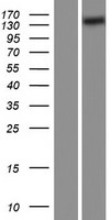 NKCC1 (SLC12A2) Human Over-expression Lysate