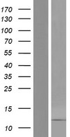 DEFB106B Human Over-expression Lysate