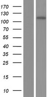 INCENP Human Over-expression Lysate