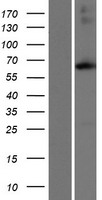 ACSM4 Human Over-expression Lysate