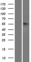 LRRC14B Human Over-expression Lysate