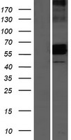 JAML Human Over-expression Lysate