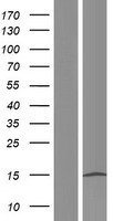 TP53TG3B Human Over-expression Lysate