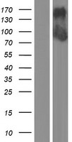DZANK1 Human Over-expression Lysate