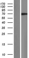 CCNK Human Over-expression Lysate