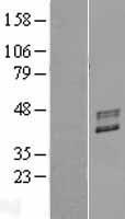 FUT2 Human Over-expression Lysate