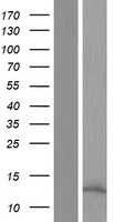 oncomodulin (OCM) Human Over-expression Lysate