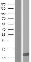 XAGE1 (XAGE1B) Human Over-expression Lysate