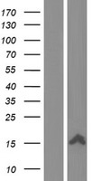 XAGE1A Human Over-expression Lysate