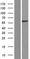 Septin 8 (SEPT8) Human Over-expression Lysate