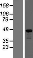 beta Actin (ACTB) Human Over-expression Lysate