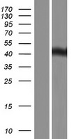 C14orf130 (UBR7) Human Over-expression Lysate