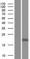 CYBC1 Human Over-expression Lysate