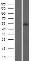 PRAMEF21 Human Over-expression Lysate