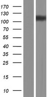 ACTN3 Human Over-expression Lysate