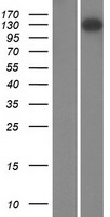 FMN1 Human Over-expression Lysate