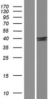 SH2D5 Human Over-expression Lysate
