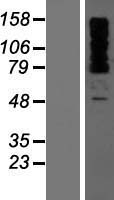 OTUD4 Human Over-expression Lysate