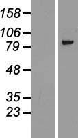 gamma Adaptin (AP1G1) Human Over-expression Lysate