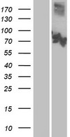 CNG3 (CNGA3) Human Over-expression Lysate