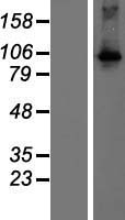 DAGK (DGKQ) Human Over-expression Lysate