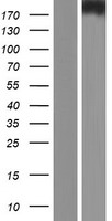 DSCAM Human Over-expression Lysate