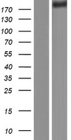 Filamin A (FLNA) Human Over-expression Lysate