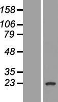 GAGE1 Human Over-expression Lysate