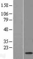 BLOC1S1 Human Over-expression Lysate