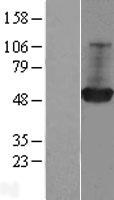 GDI1 Human Over-expression Lysate