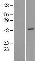 GTF2H4 Human Over-expression Lysate