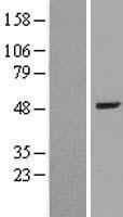 BAAT Human Over-expression Lysate