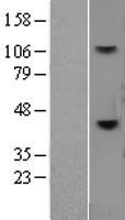 CD38 Human Over-expression Lysate