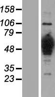 HMGCS1 Human Over-expression Lysate