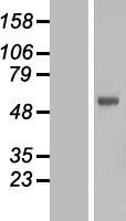FOXN2 Human Over-expression Lysate