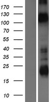 KCNH1 Human Over-expression Lysate
