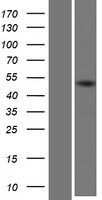 KRTHA2 (KRT32) Human Over-expression Lysate