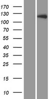 LTK Human Over-expression Lysate