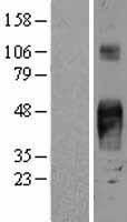 TACD2 (TACSTD2) Human Over-expression Lysate