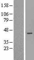 MAGEB3 Human Over-expression Lysate