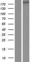 MAP2 Human Over-expression Lysate